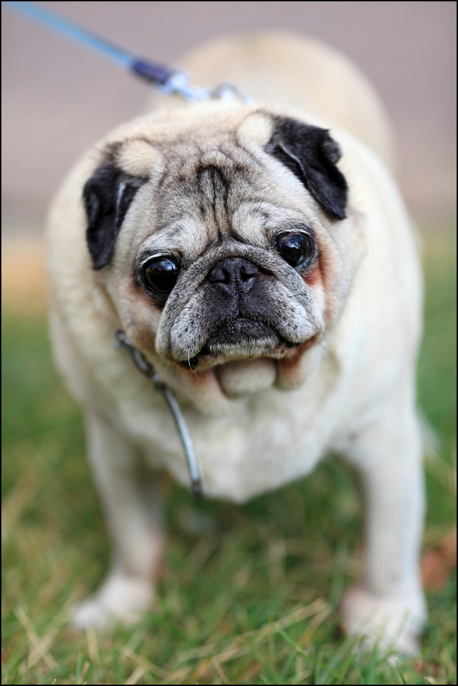 pug mops pin pug mops carlin carlino doguillo hunde foto album on pug mops pin pug mops carlin carlino doguillo hunde foto album on